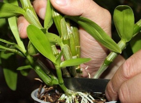Как размножить орхидею фаленопсис в домашних условиях. Как размножается фаленопсис